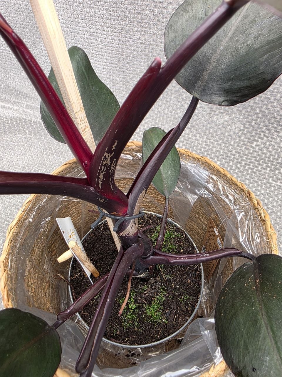 Philodendron Red