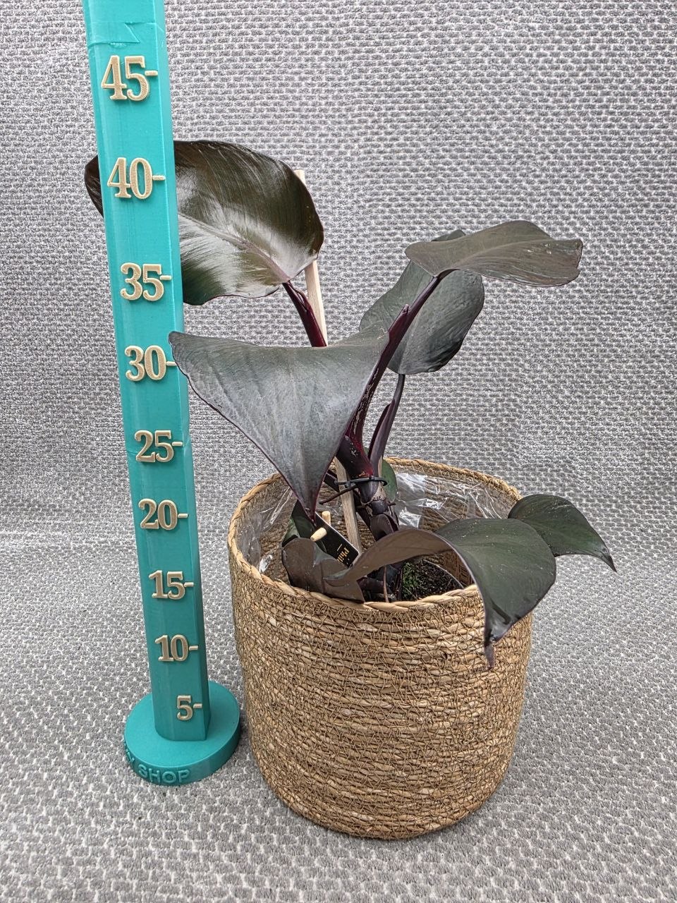 Philodendron Red