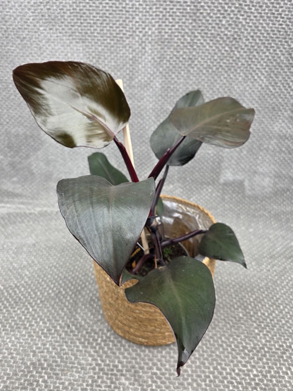 Philodendron Red