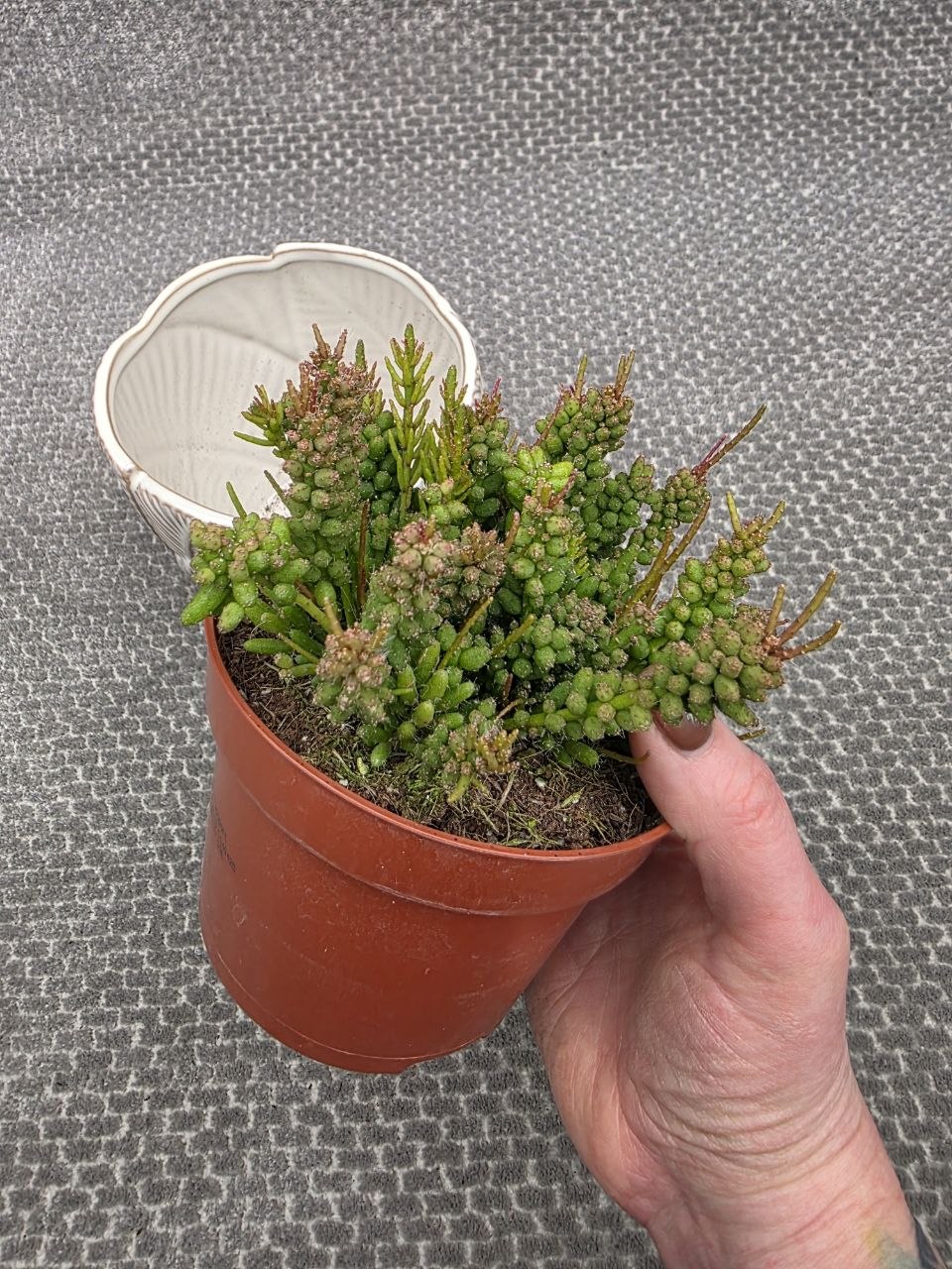 Rhipsalis Mesembryan