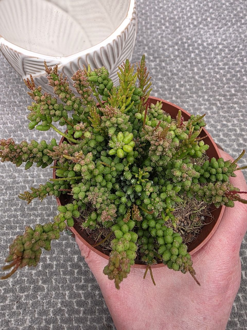Rhipsalis Mesembryan