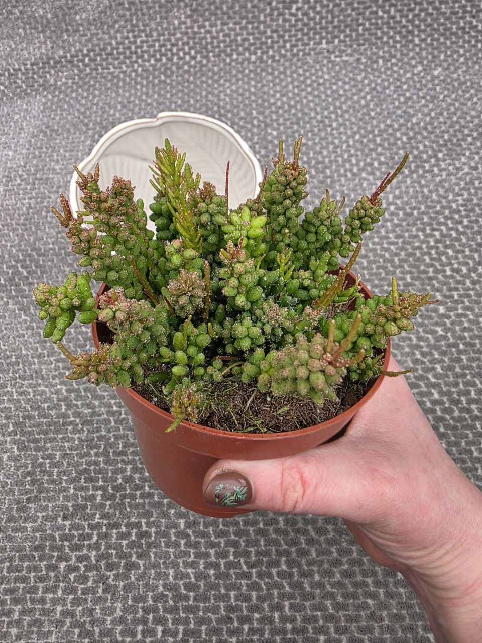 Rhipsalis Mesembryan