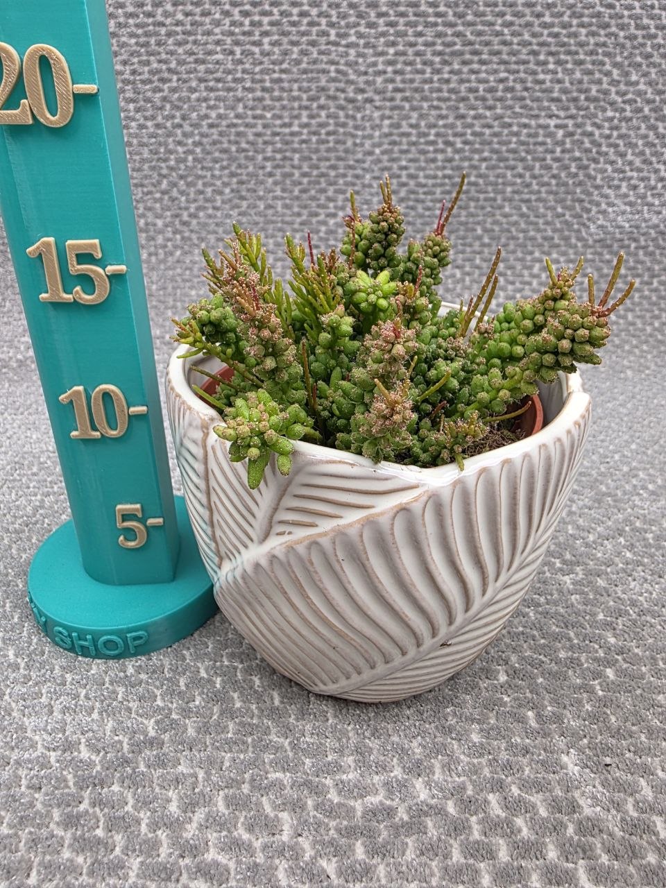 Rhipsalis Mesembryan
