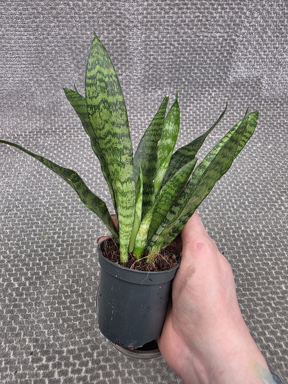 Sansevieria Black Coral 7 cm