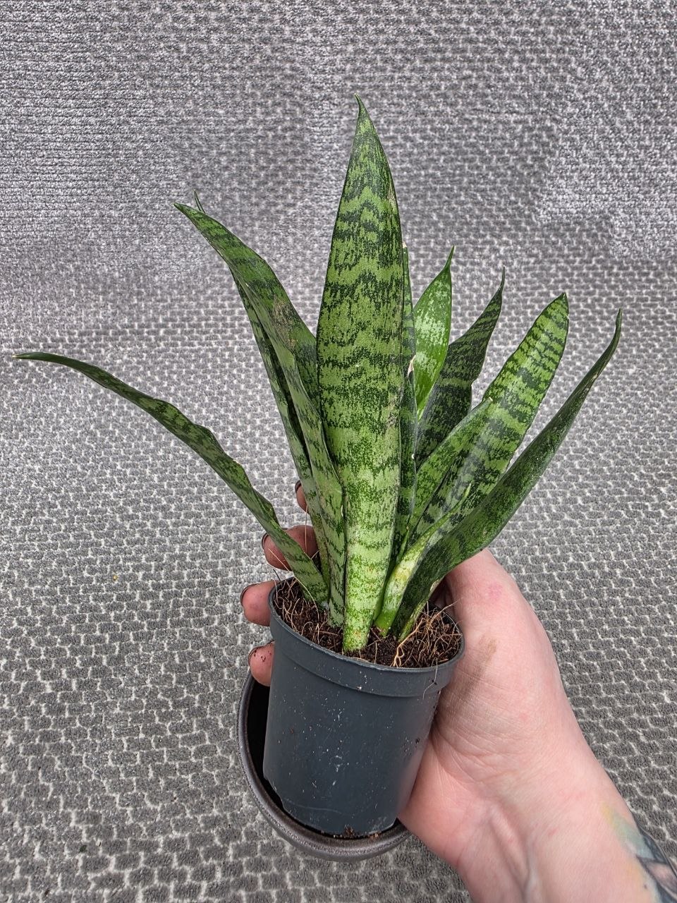 Sansevieria Black Coral 7 cm
