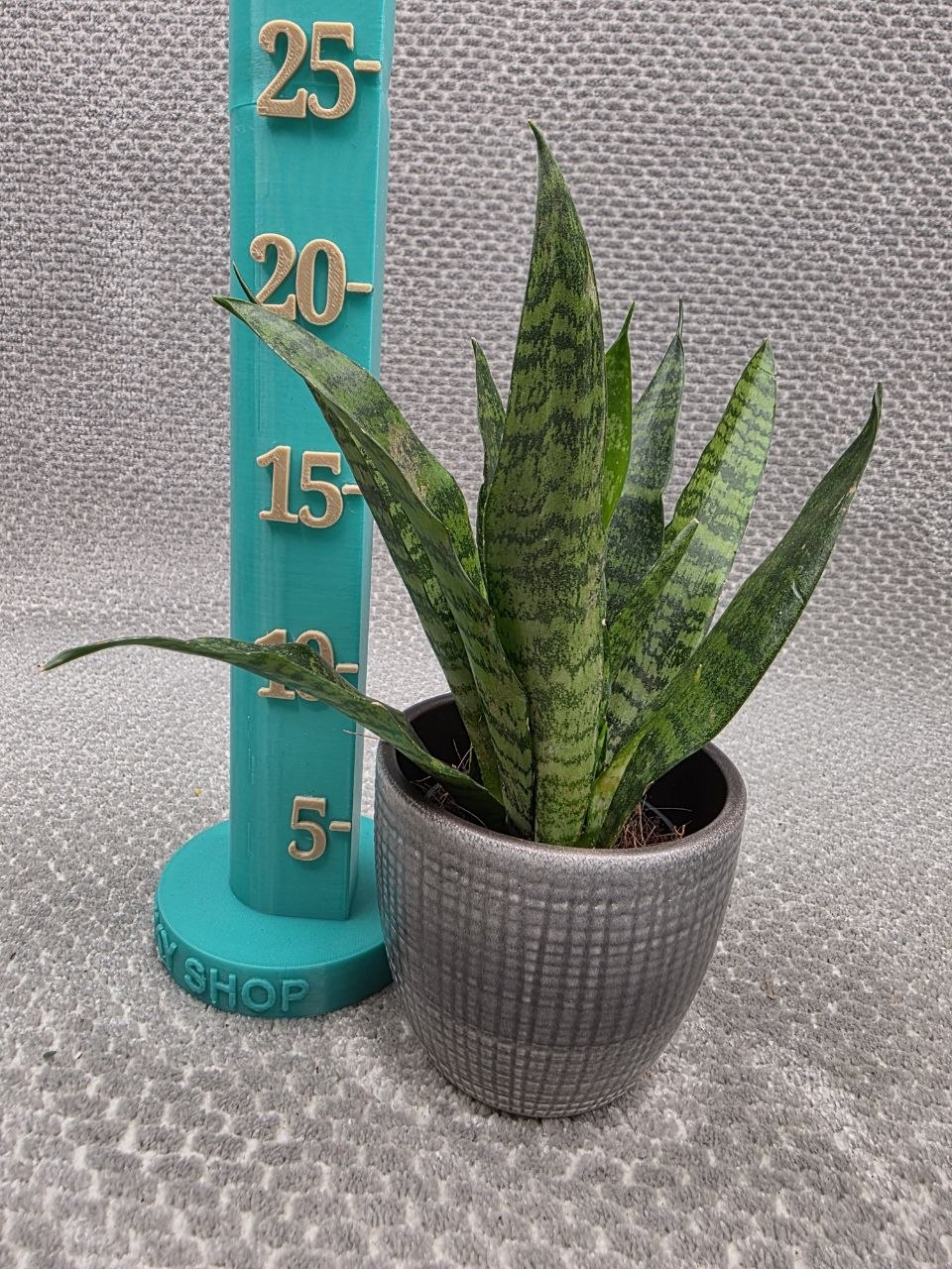 Sansevieria Black Coral 7 cm