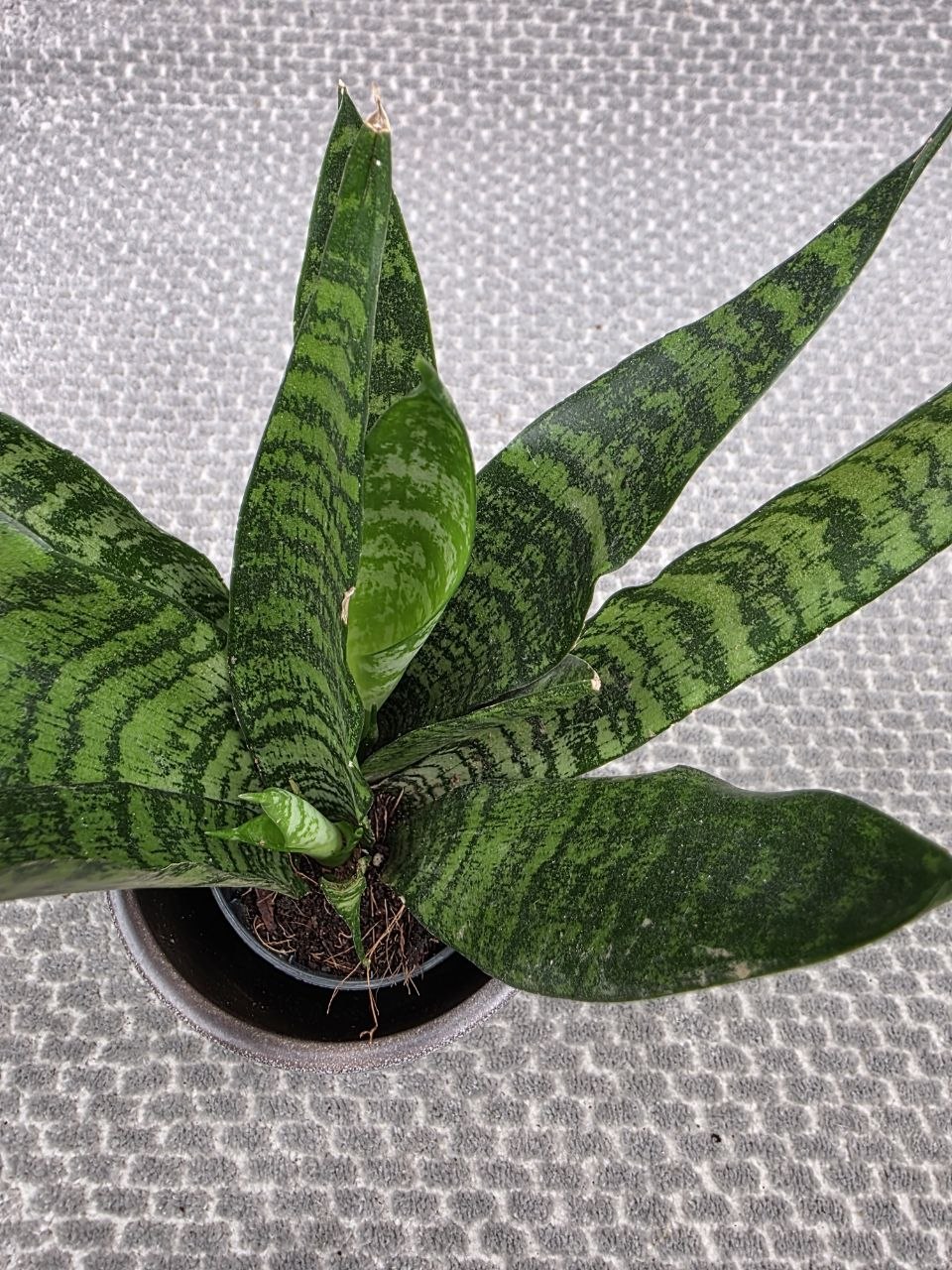 Sansevieria Black Coral 7 cm