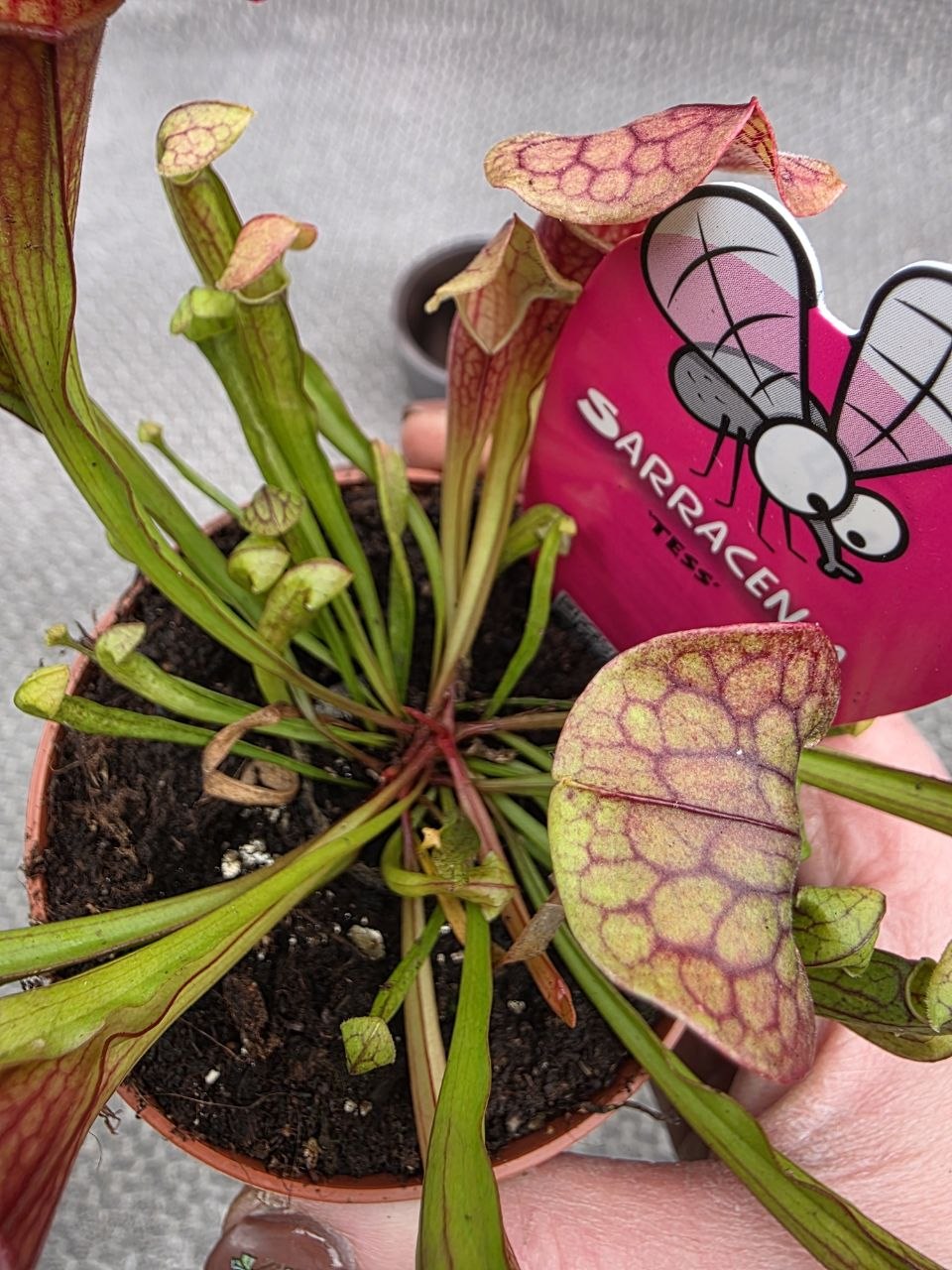 Masožravka Sarracenia