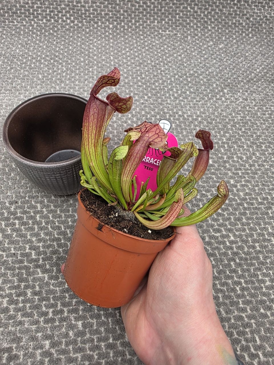 Masožravka Sarracenia