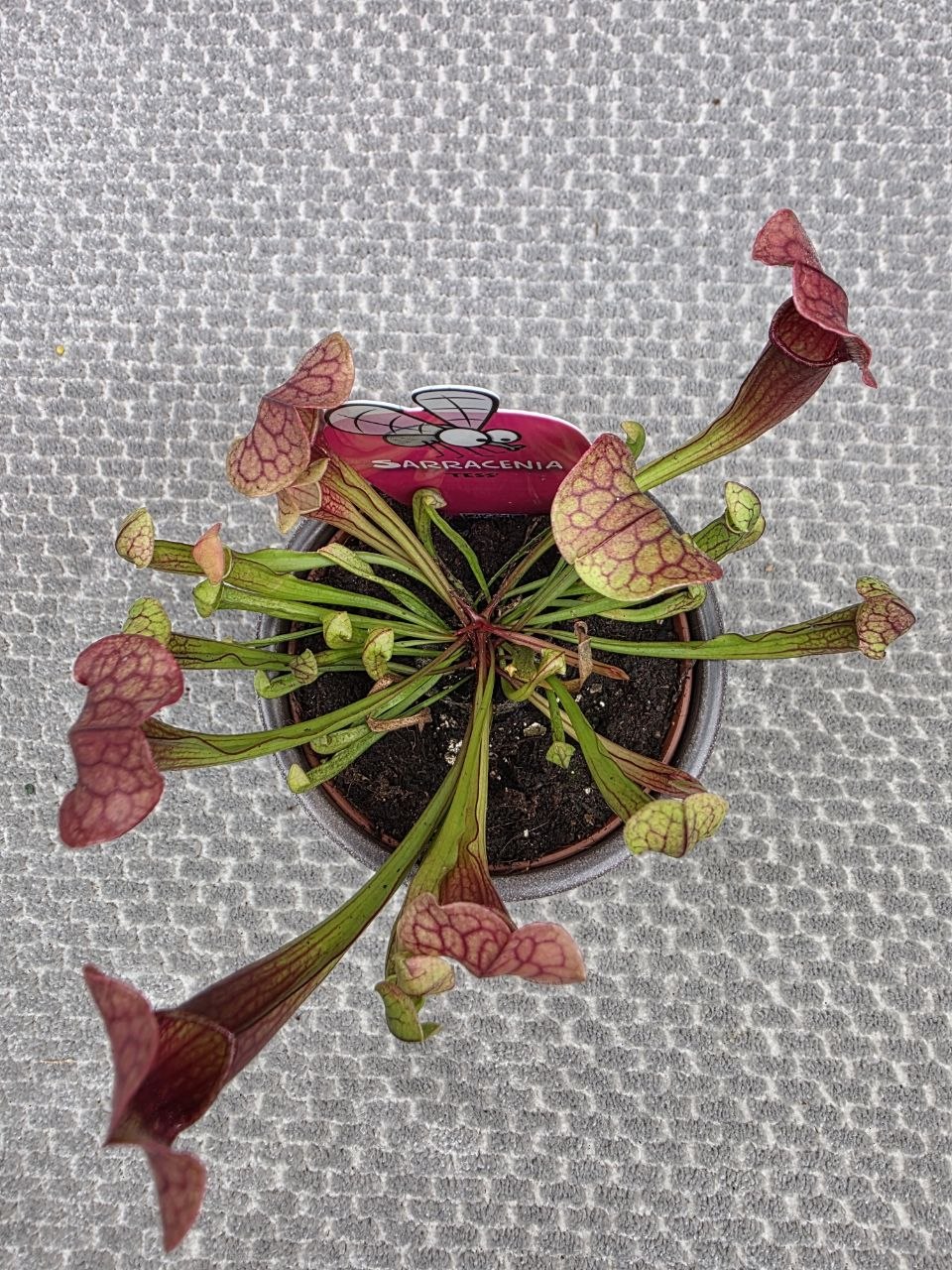 Masožravka Sarracenia