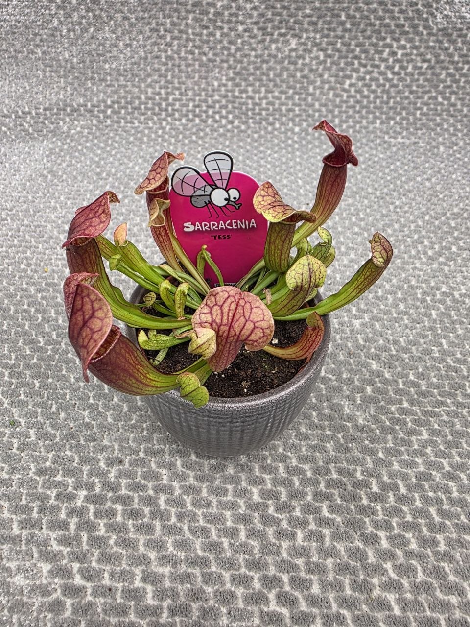 Masožravka Sarracenia