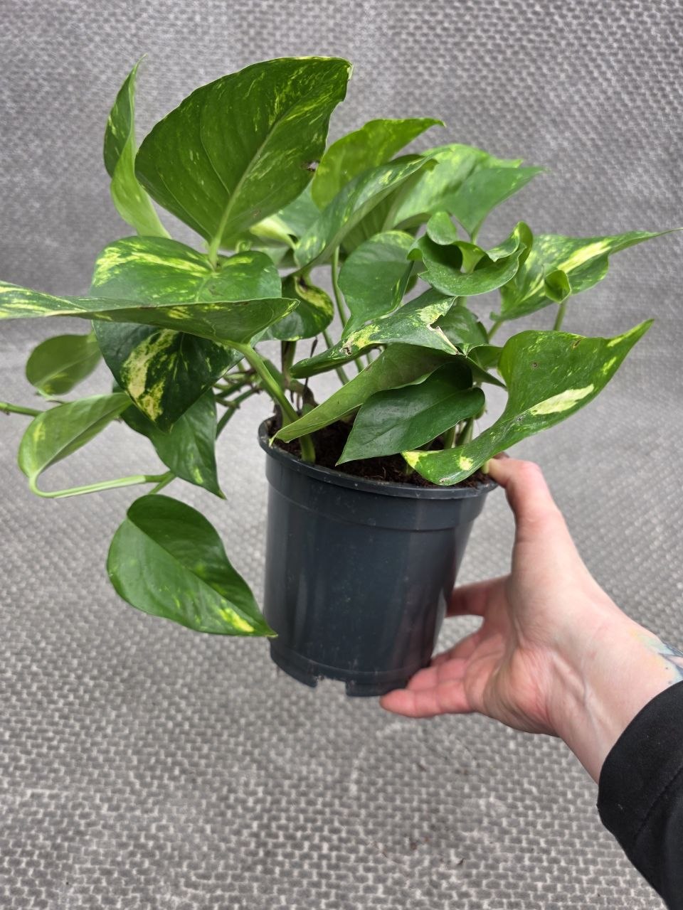 Epipremnum Auerum 15 cm