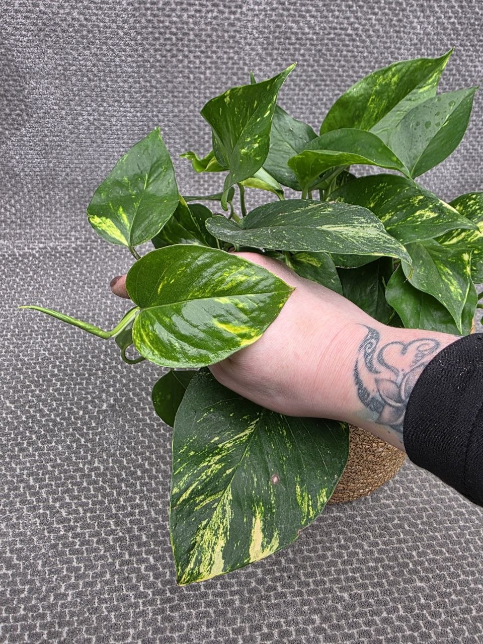 Epipremnum Auerum 15 cm