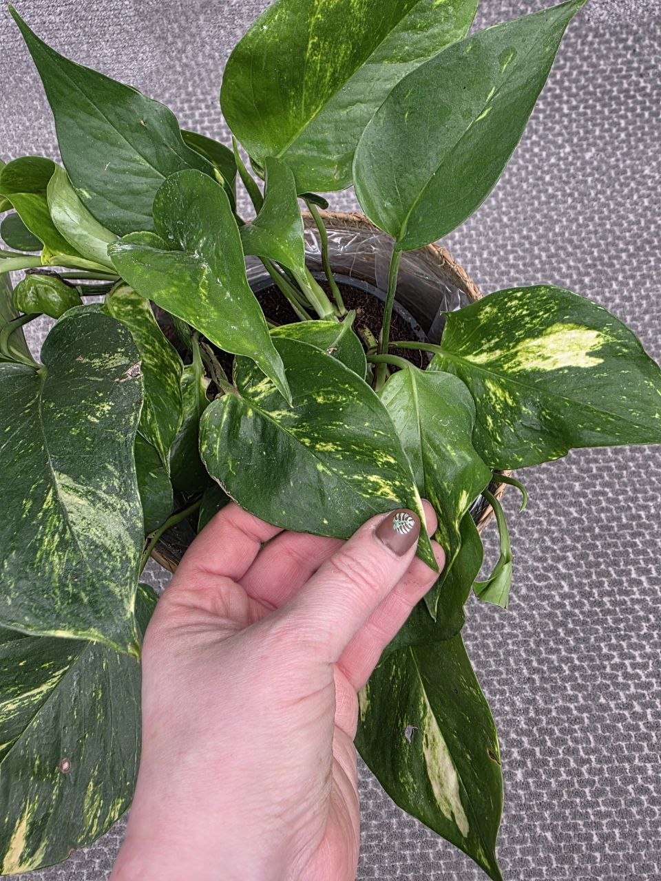 Epipremnum Auerum 15 cm