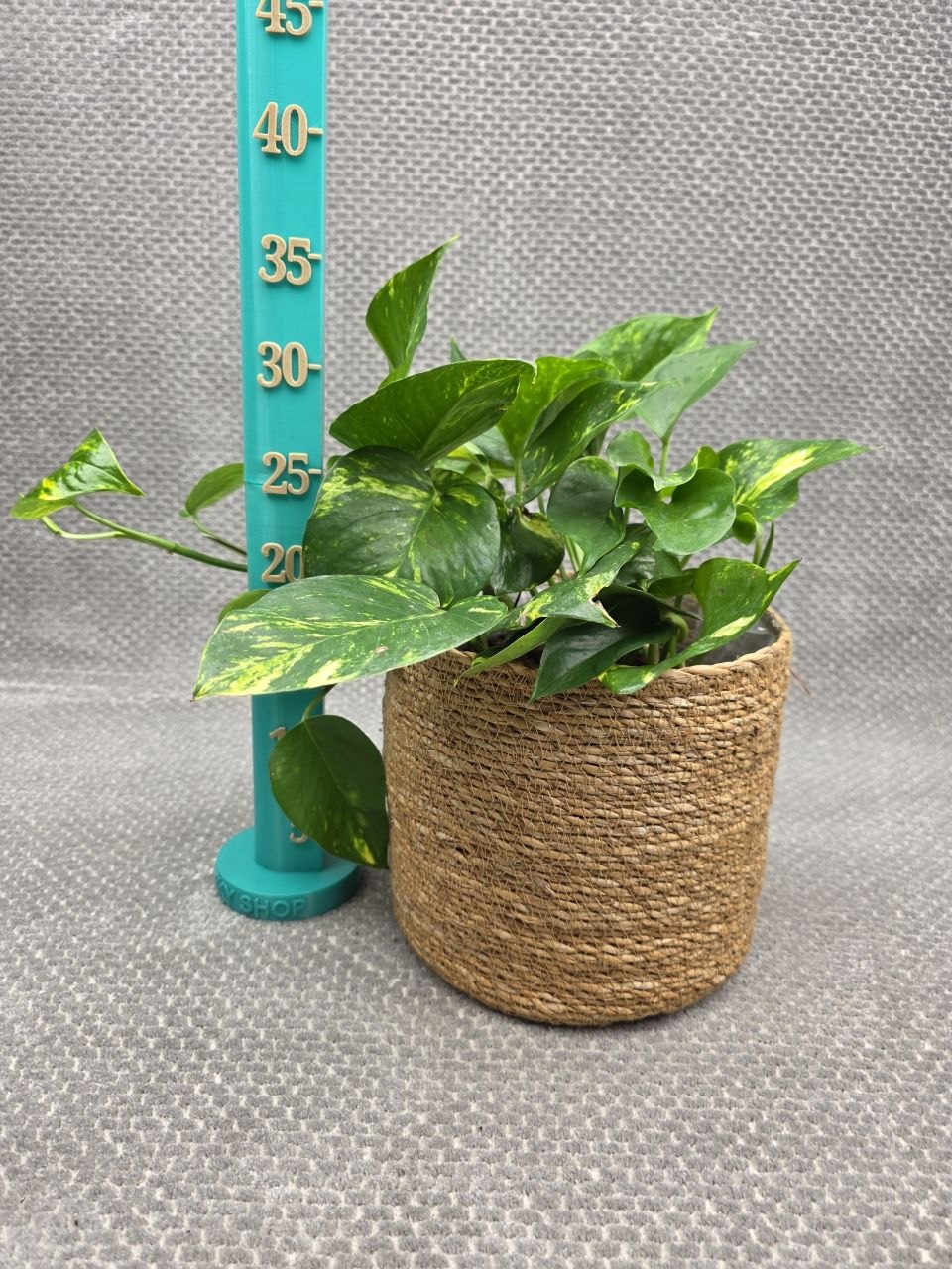 Epipremnum Auerum 15 cm