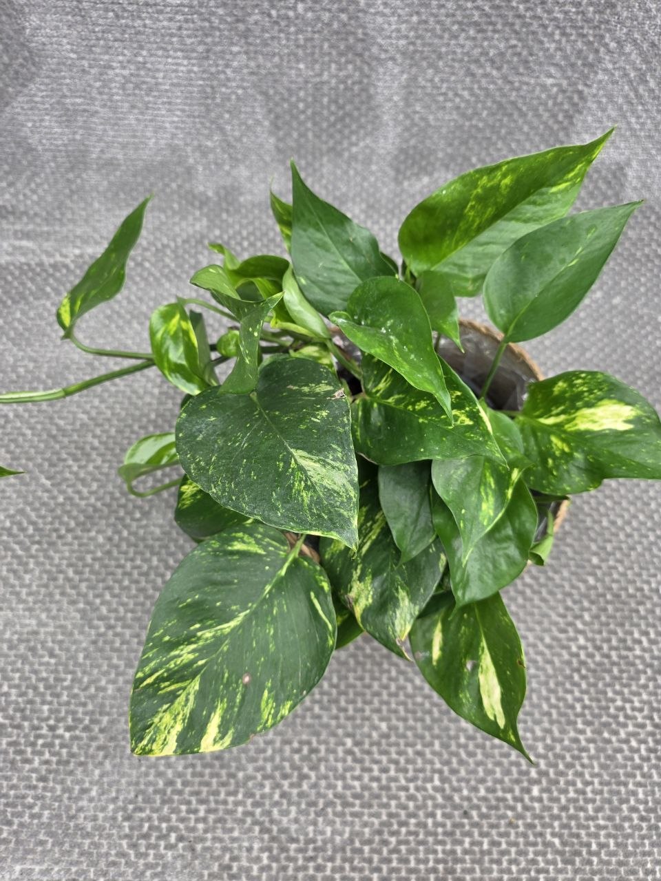 Epipremnum Auerum 15 cm