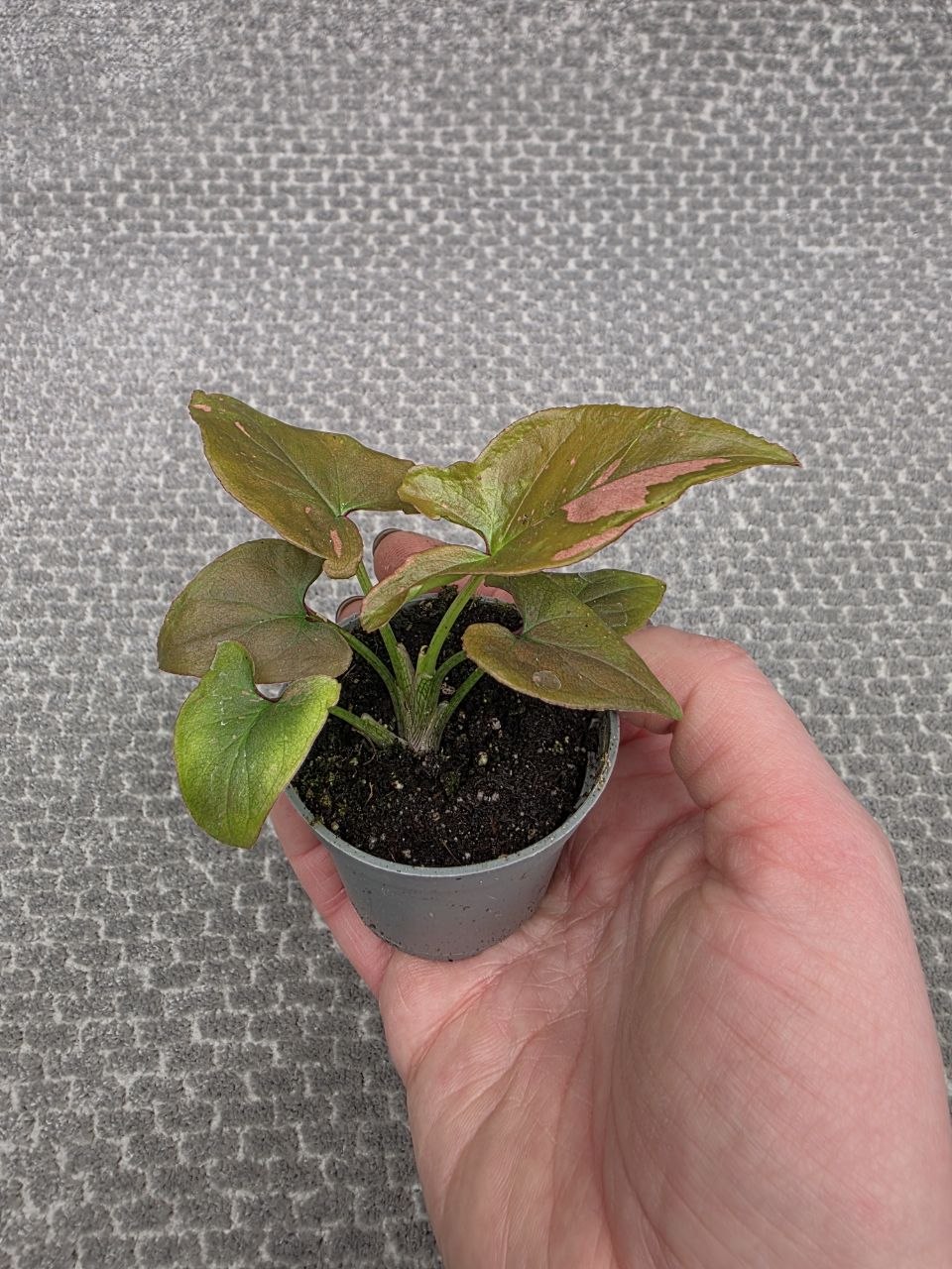 Syngonium Pink splash mini, raritka