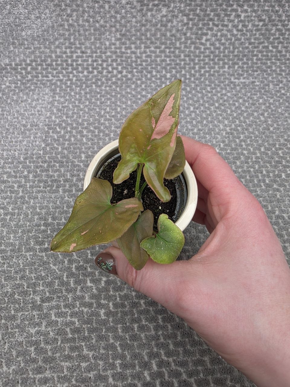 Syngonium Pink splash mini, raritka