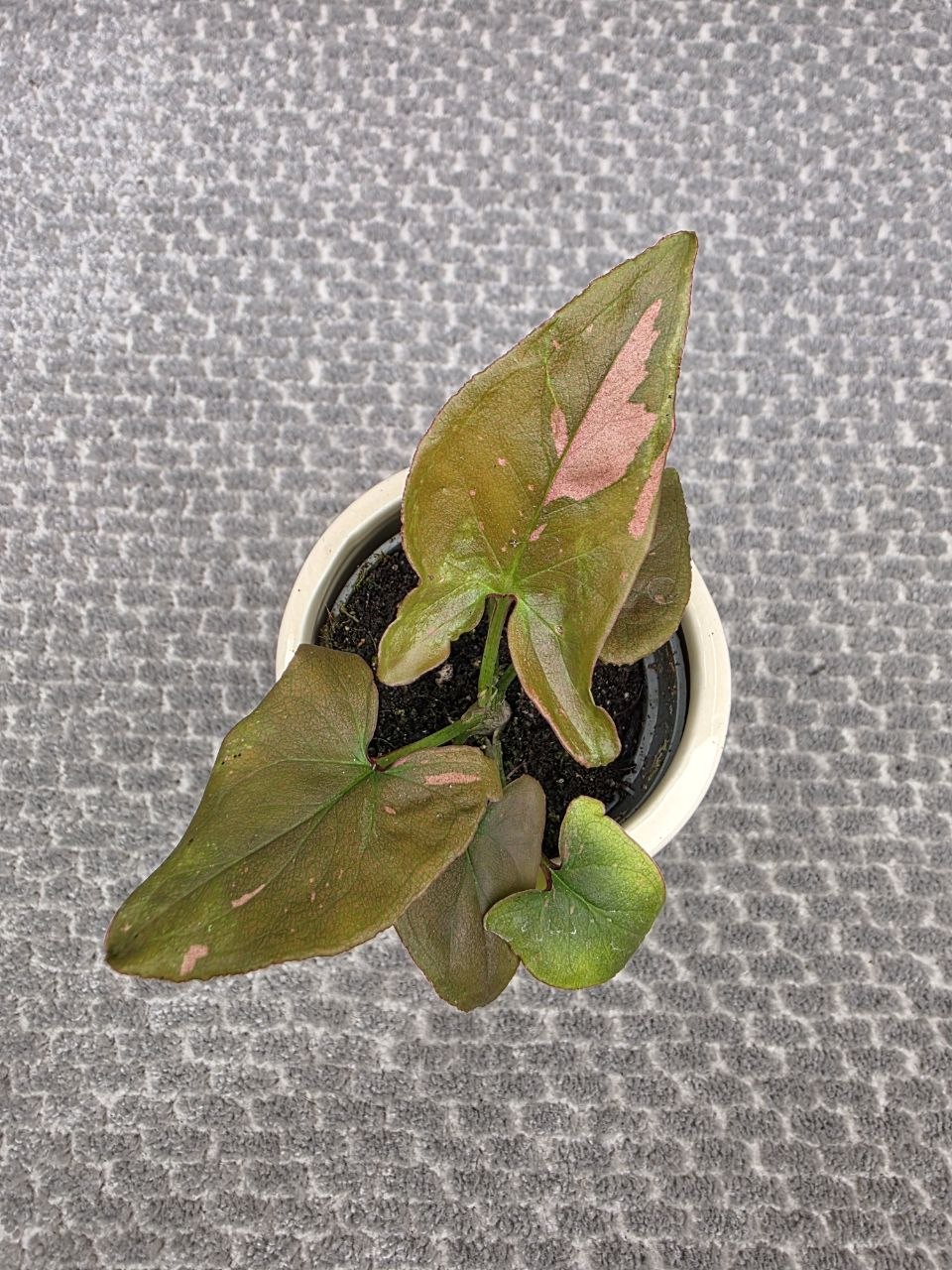 Syngonium Pink splash mini, raritka