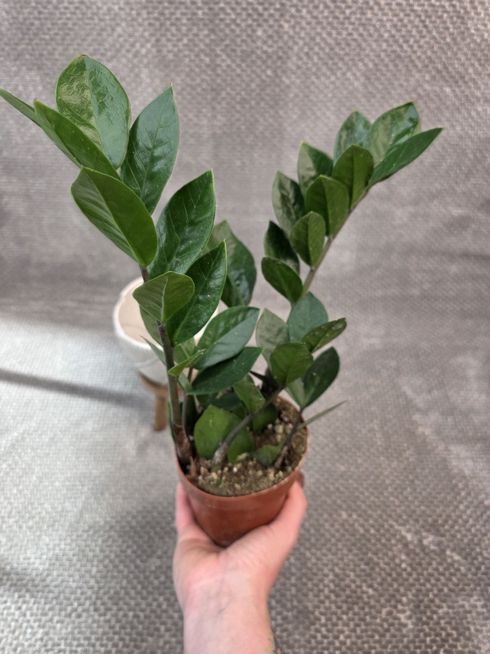 Zamioculcas Zamiofolia