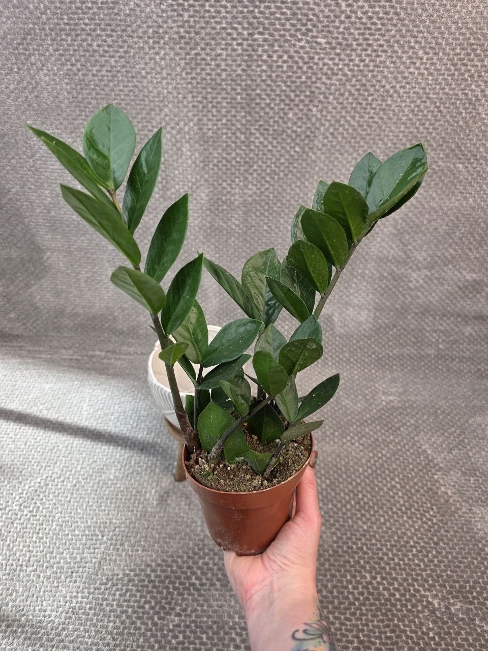 Zamioculcas Zamiofolia