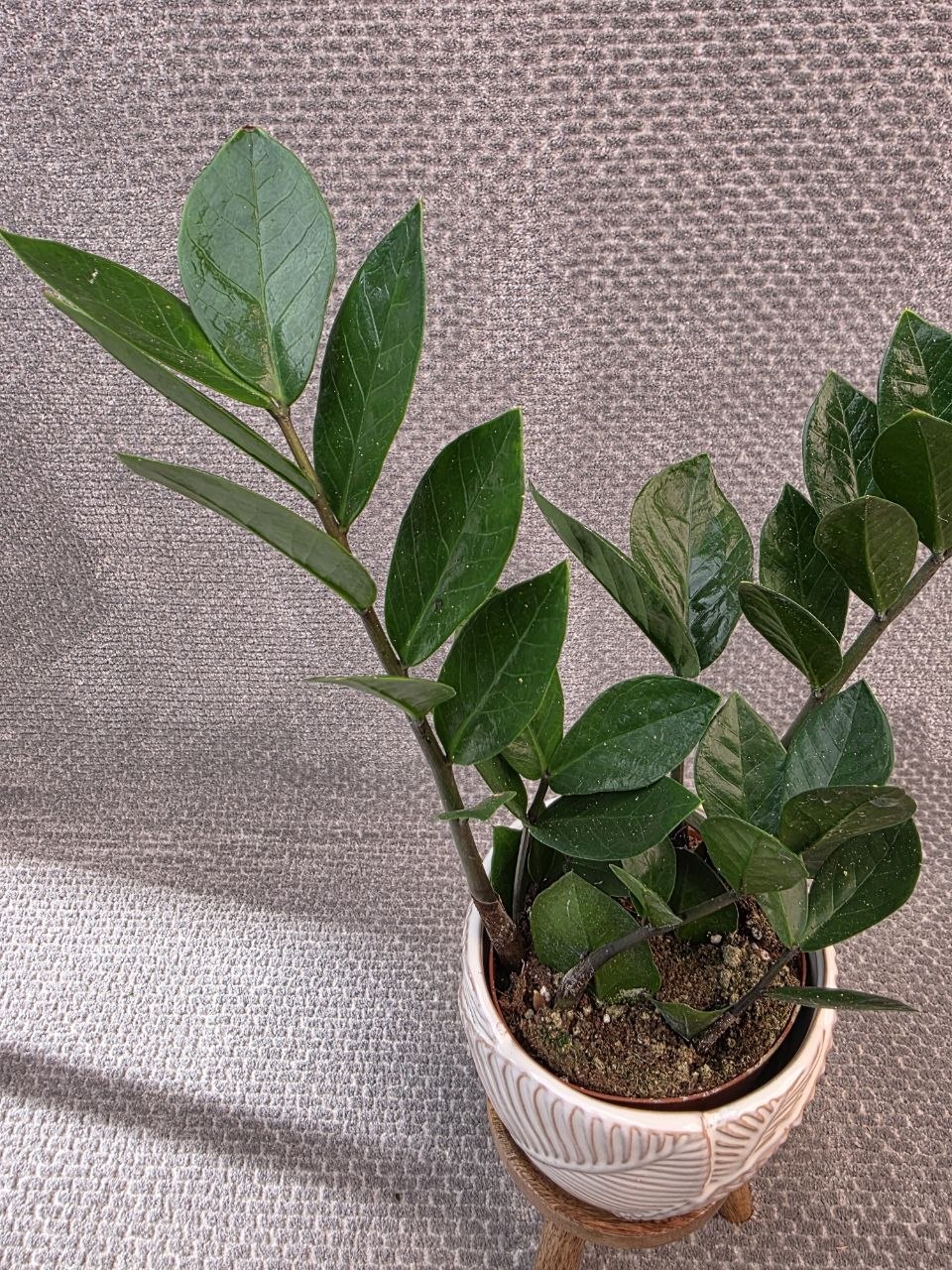 Zamioculcas Zamiofolia