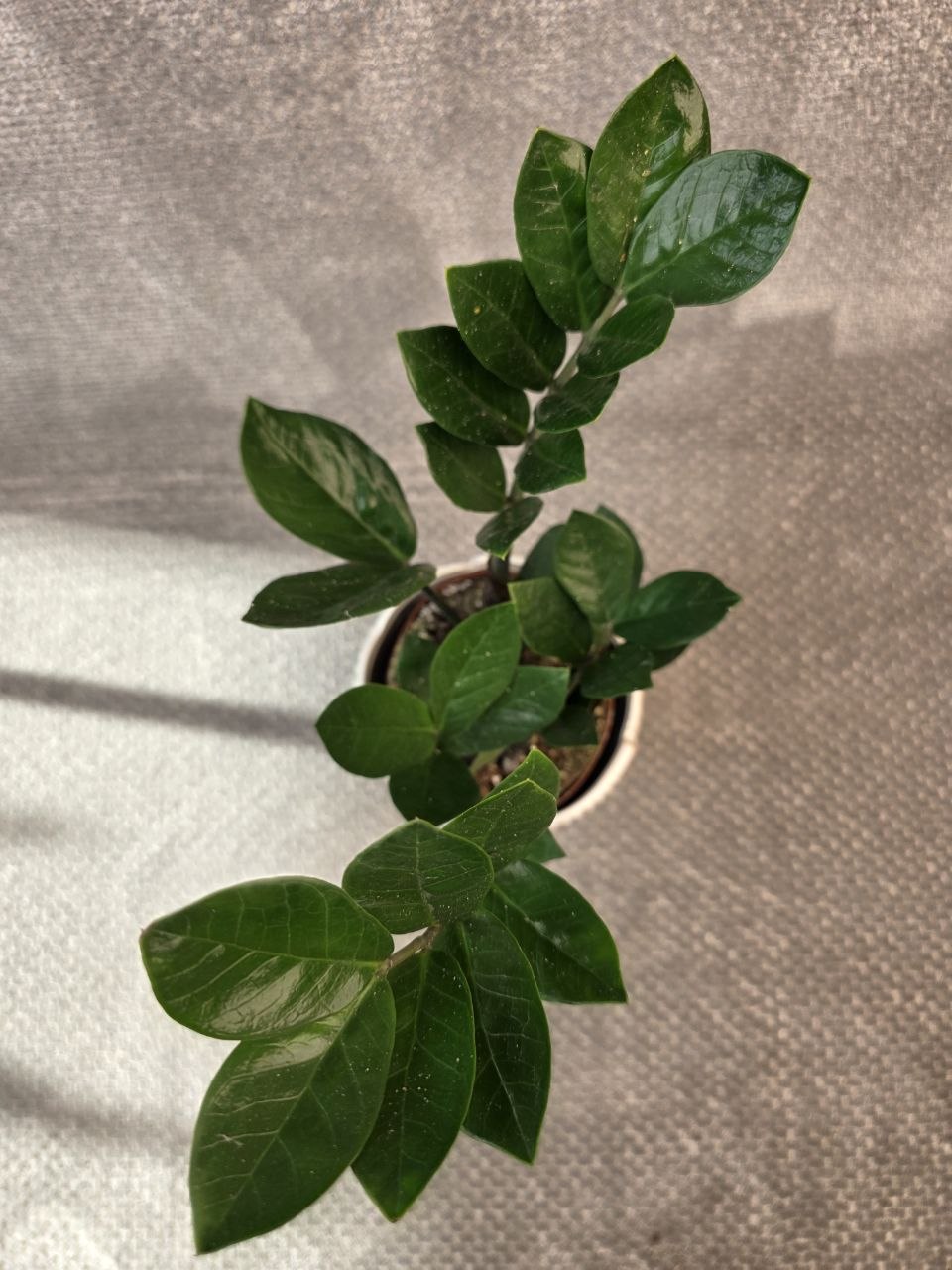 Zamioculcas Zamiofolia