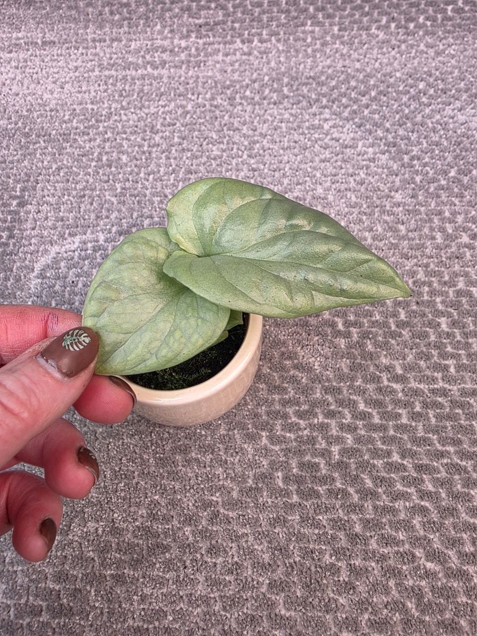 Monstera Amydrium mini