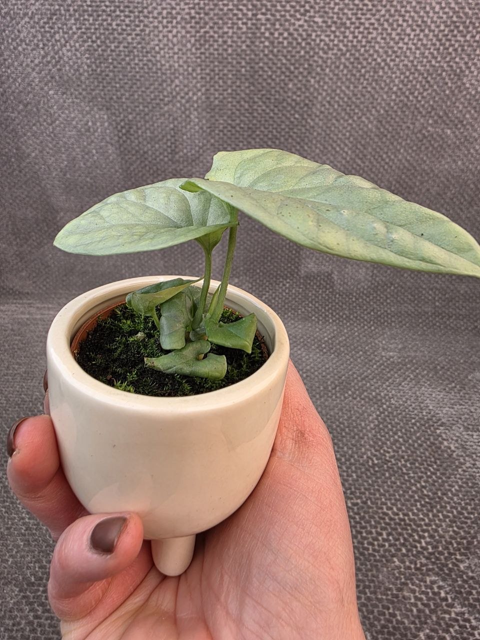 Monstera Amydrium mini