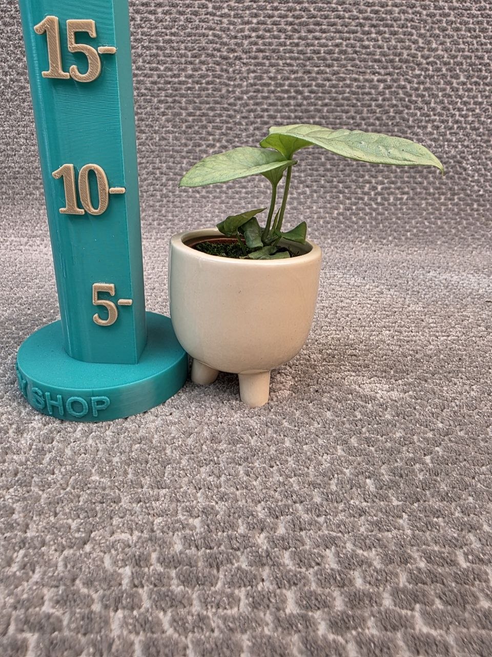 Monstera Amydrium mini