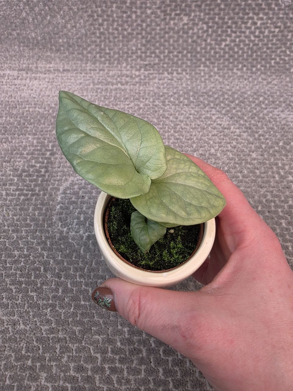Monstera Amydrium mini