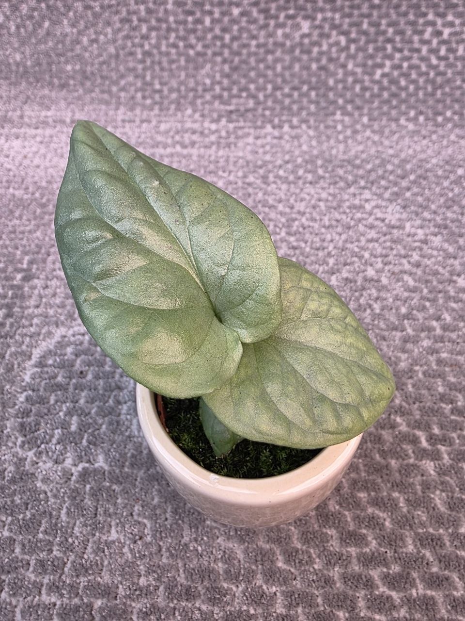 Monstera Amydrium mini
