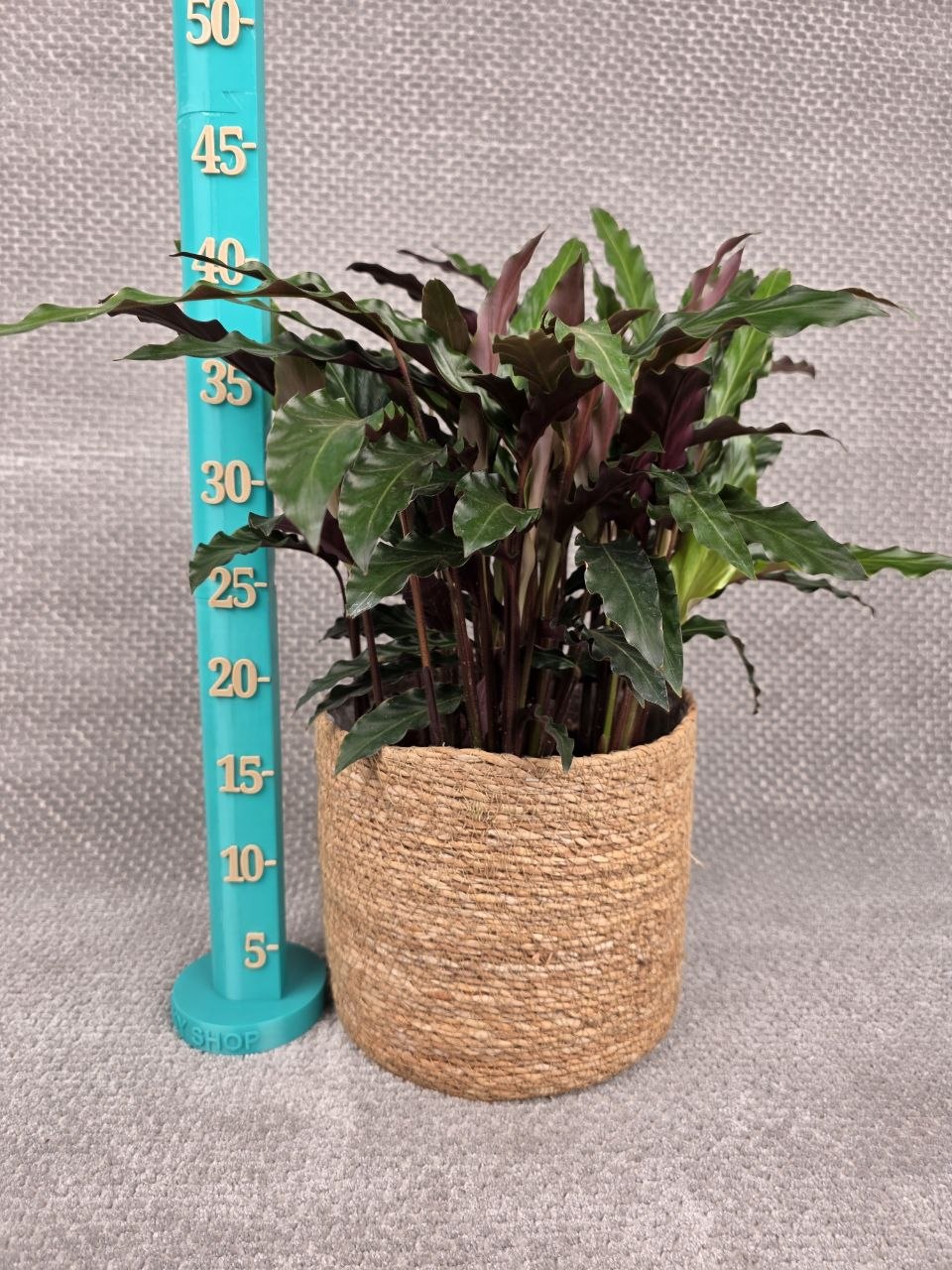 Calathea rufibarba 'Elgergrass'