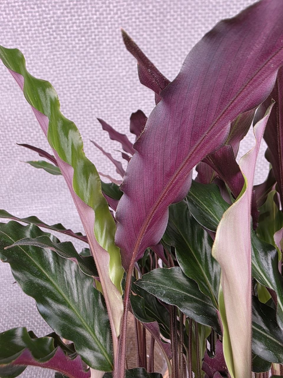 Calathea rufibarba 'Elgergrass'