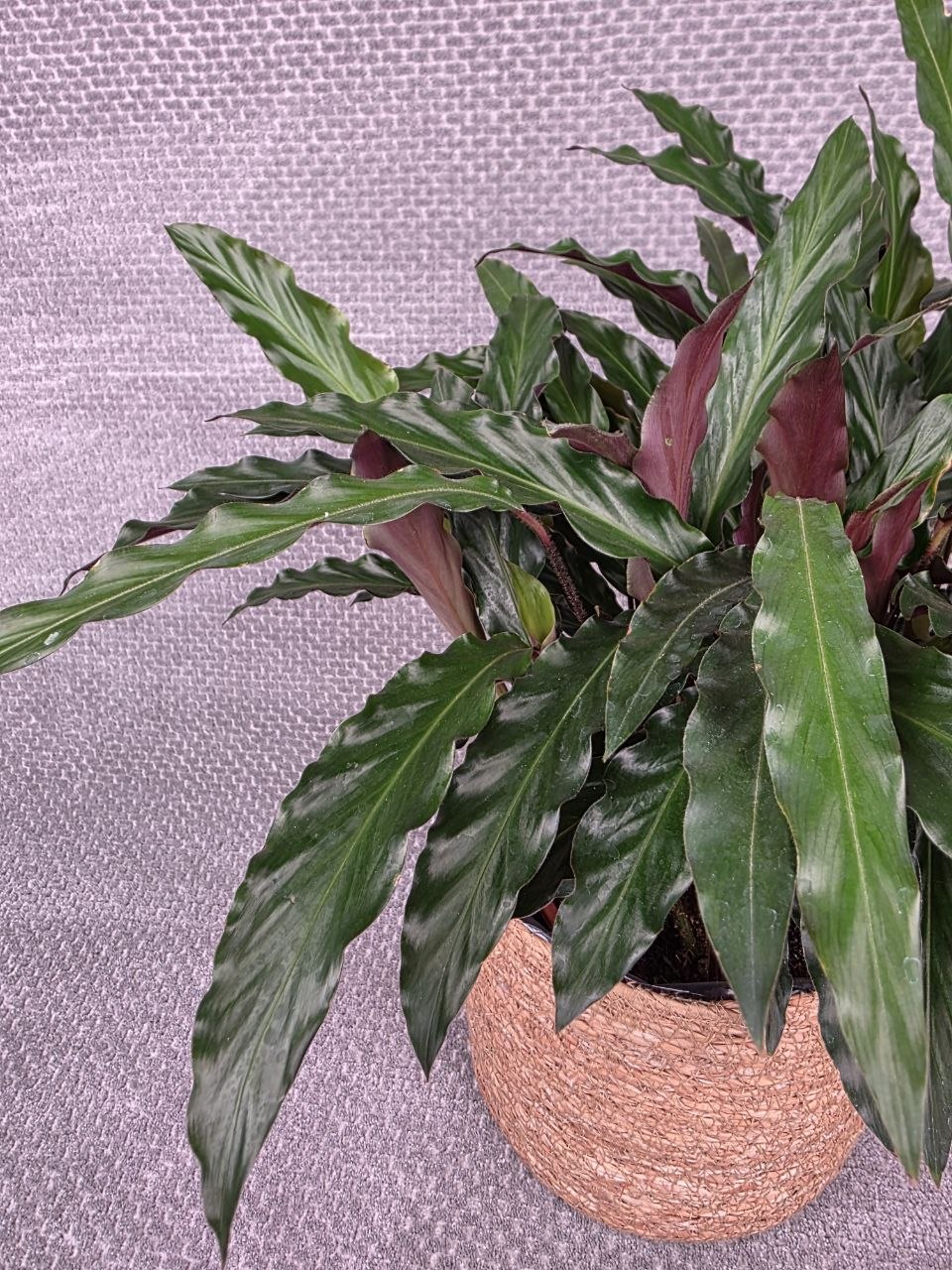 Calathea rufibarba 'Elgergrass'
