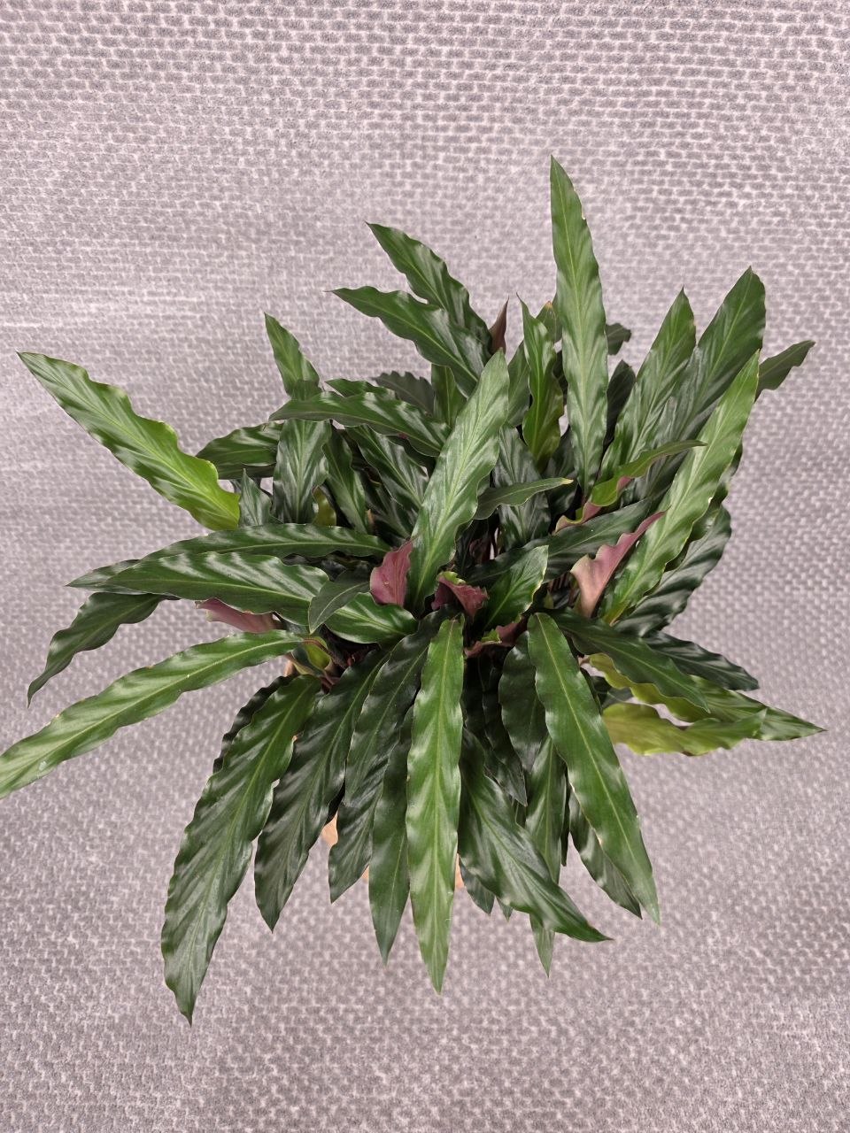 Calathea rufibarba 'Elgergrass'
