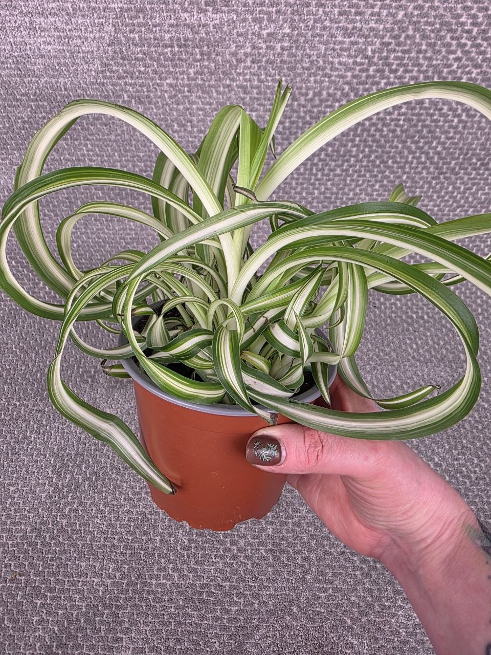 Chlorophytum Bonnie variata kroucené