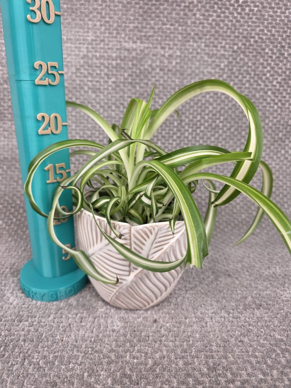 Chlorophytum Bonnie variata kroucené