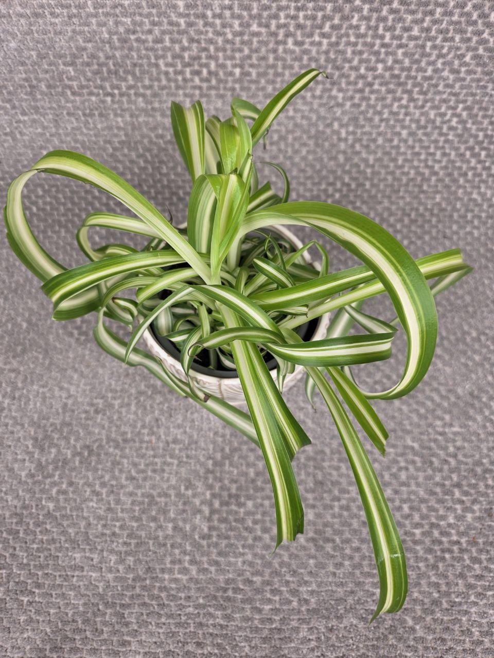 Chlorophytum Bonnie variata kroucené