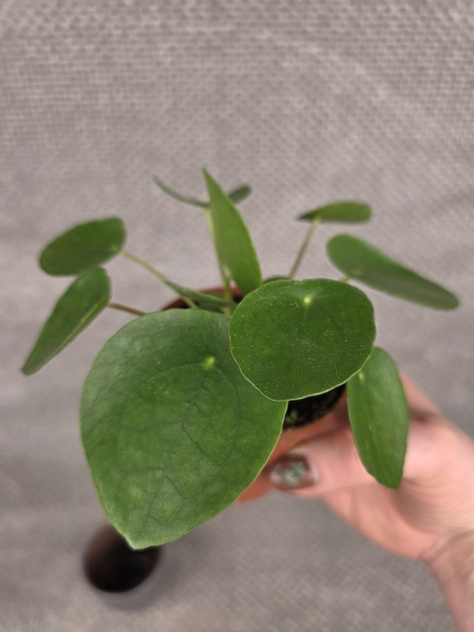 Pilea Pepermoides 8 cm