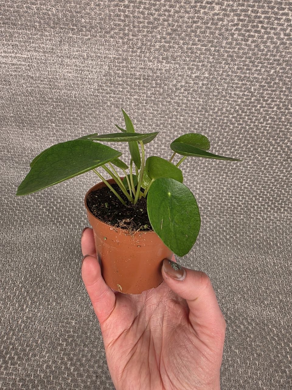 Pilea Pepermoides 8 cm