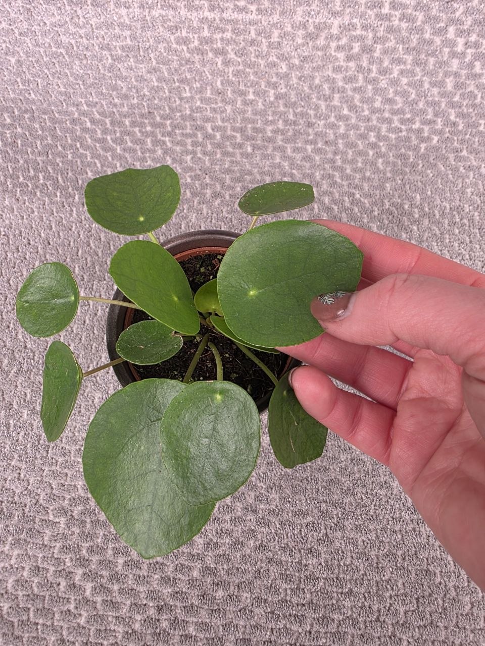 Pilea Pepermoides 8 cm