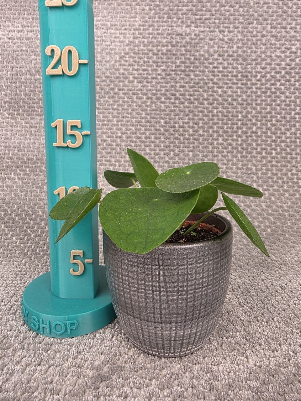 Pilea Pepermoides 8 cm