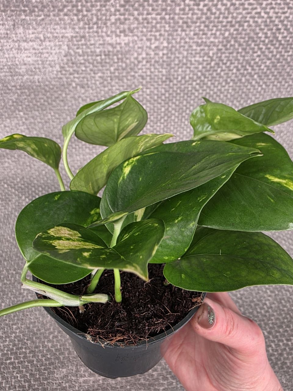 Epipremnum Auerum 12 cm