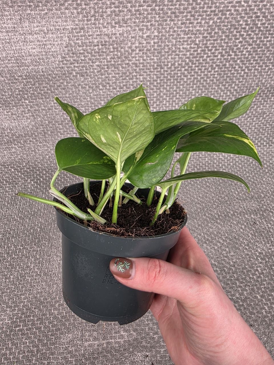 Epipremnum Auerum 12 cm