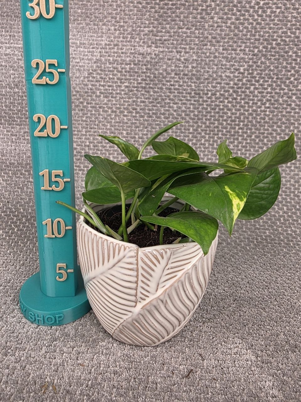 Epipremnum Auerum 12 cm