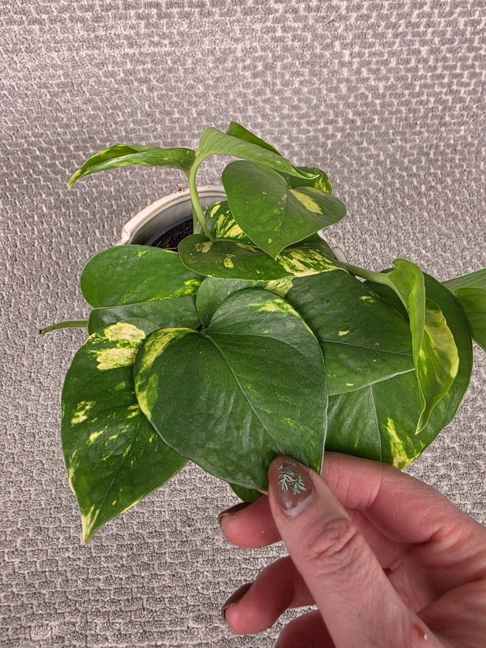 Epipremnum Auerum 12 cm