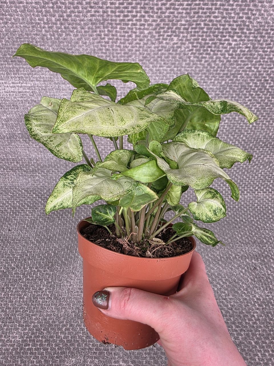 Syngonium White Butterfly