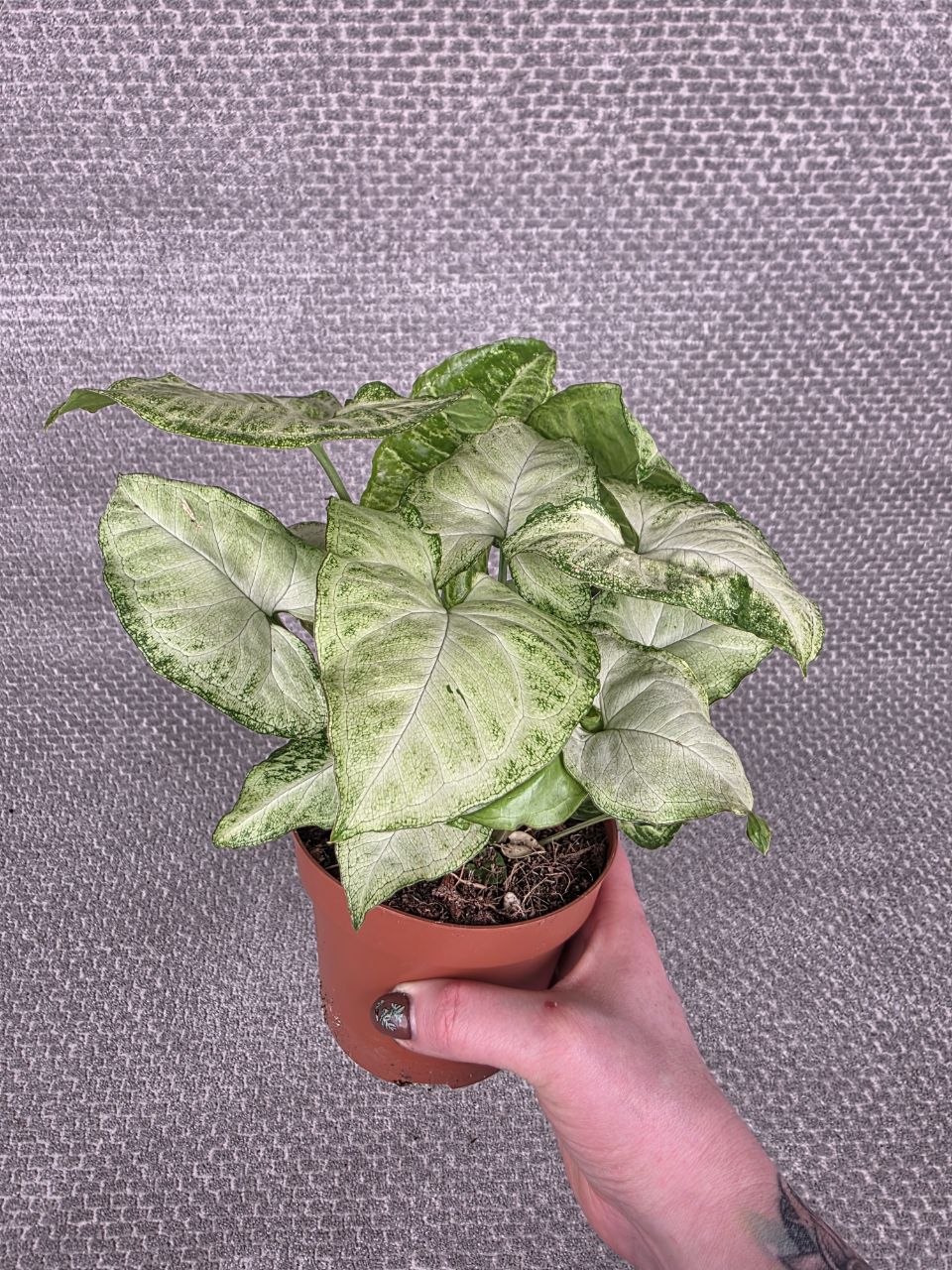 Syngonium White Butterfly
