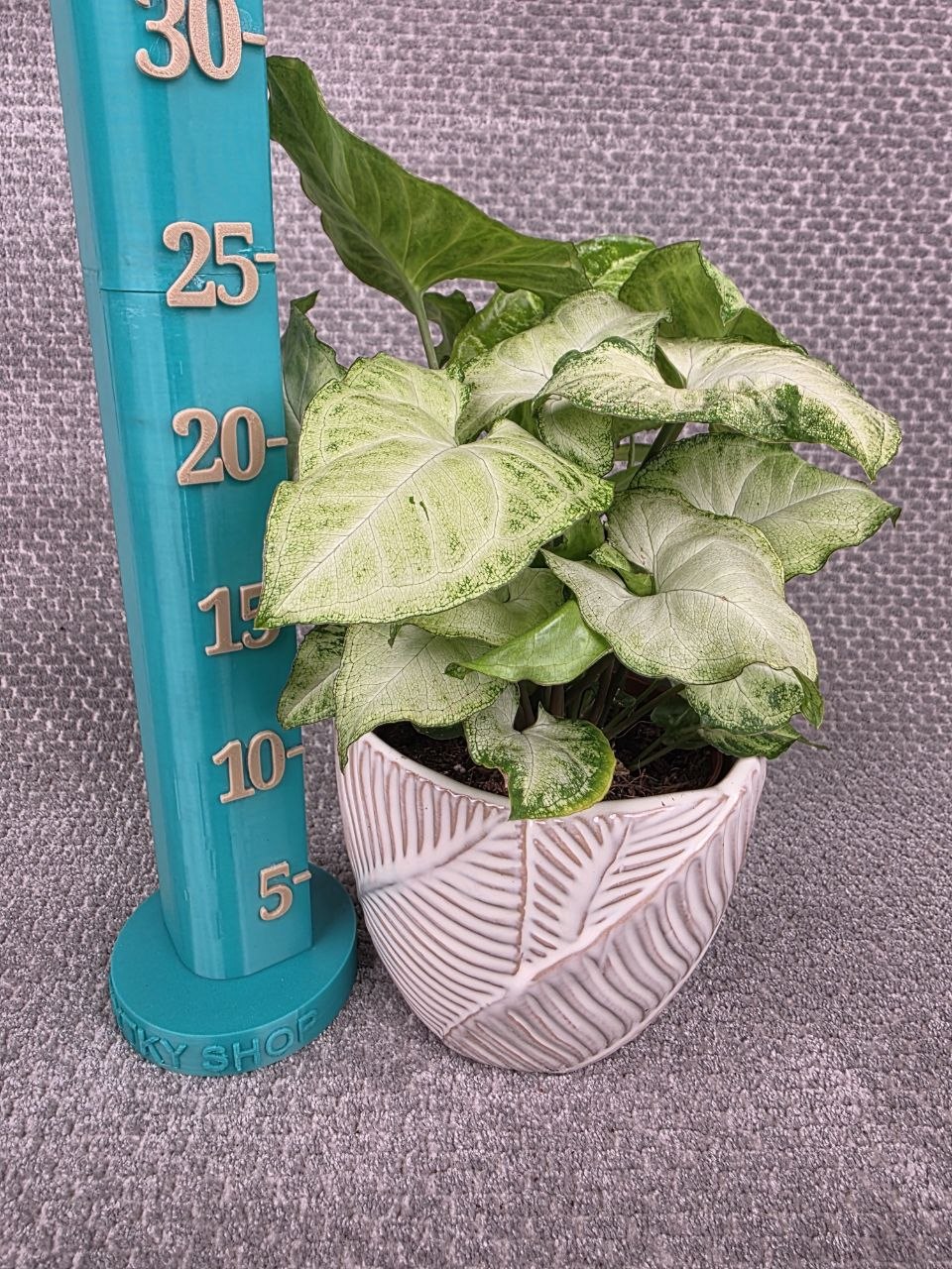 Syngonium White Butterfly